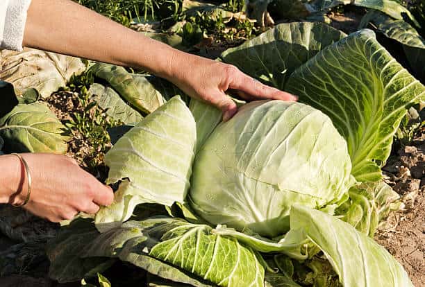 تصویر 1 از خرید کلم پیچ سفید مجلسی + قیمت فروش استثنایی